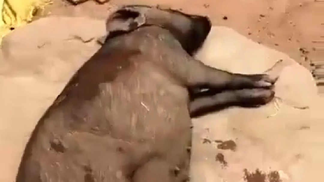 谁说死猪不怕开水烫的
